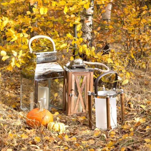Bunter Blätterrausch – Spaziergang im herbstlichen Wald