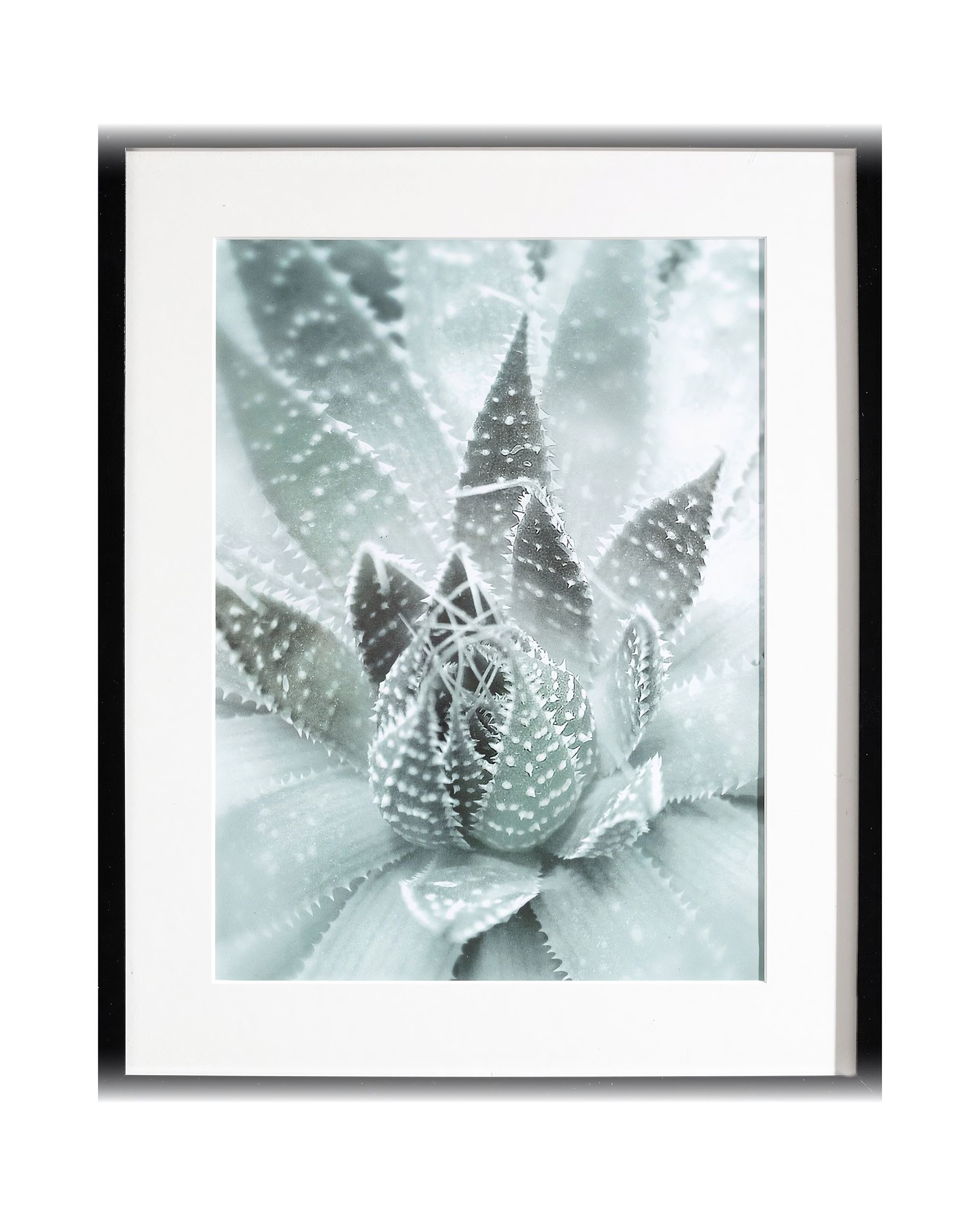 Wandbild Succulents III 40x50xcm
