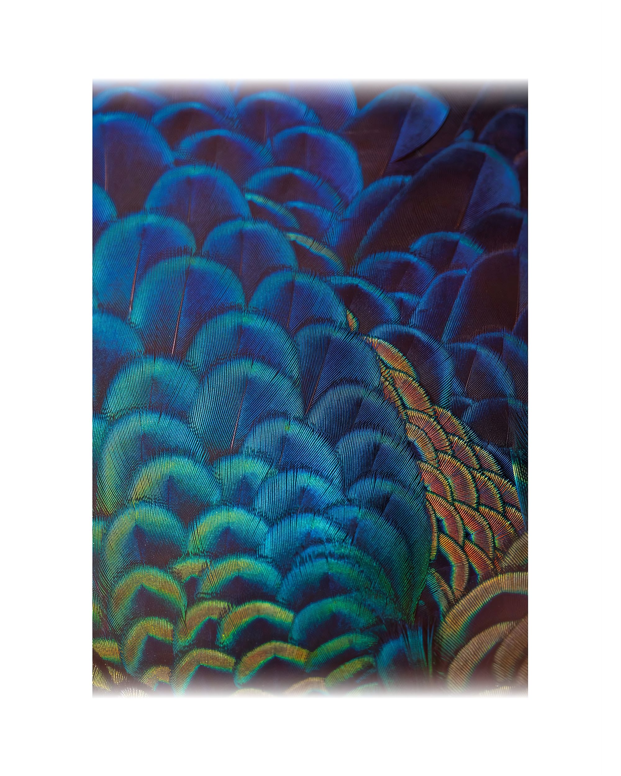 Leinwandbild Multicolor Feathers