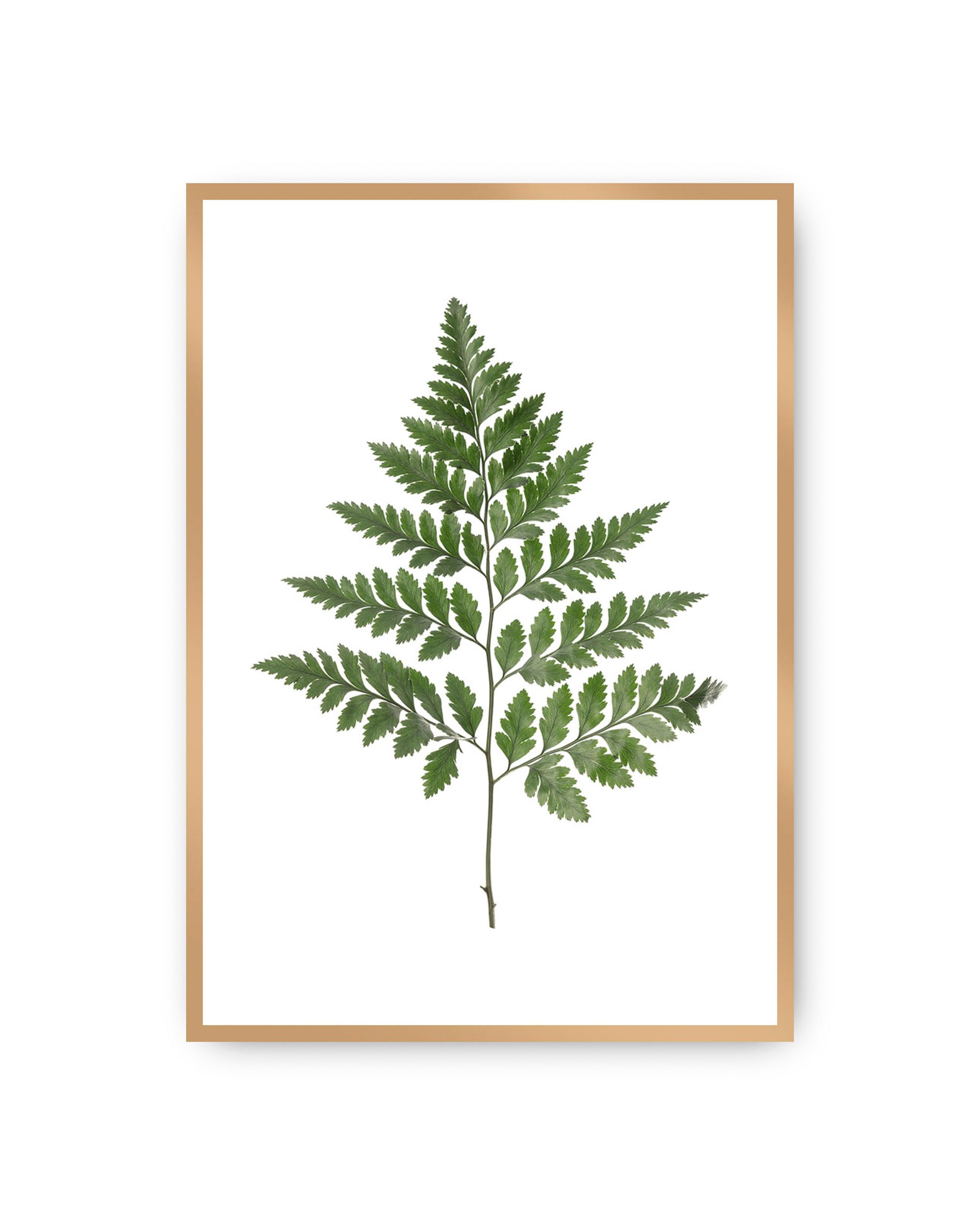 Poster Fern Green