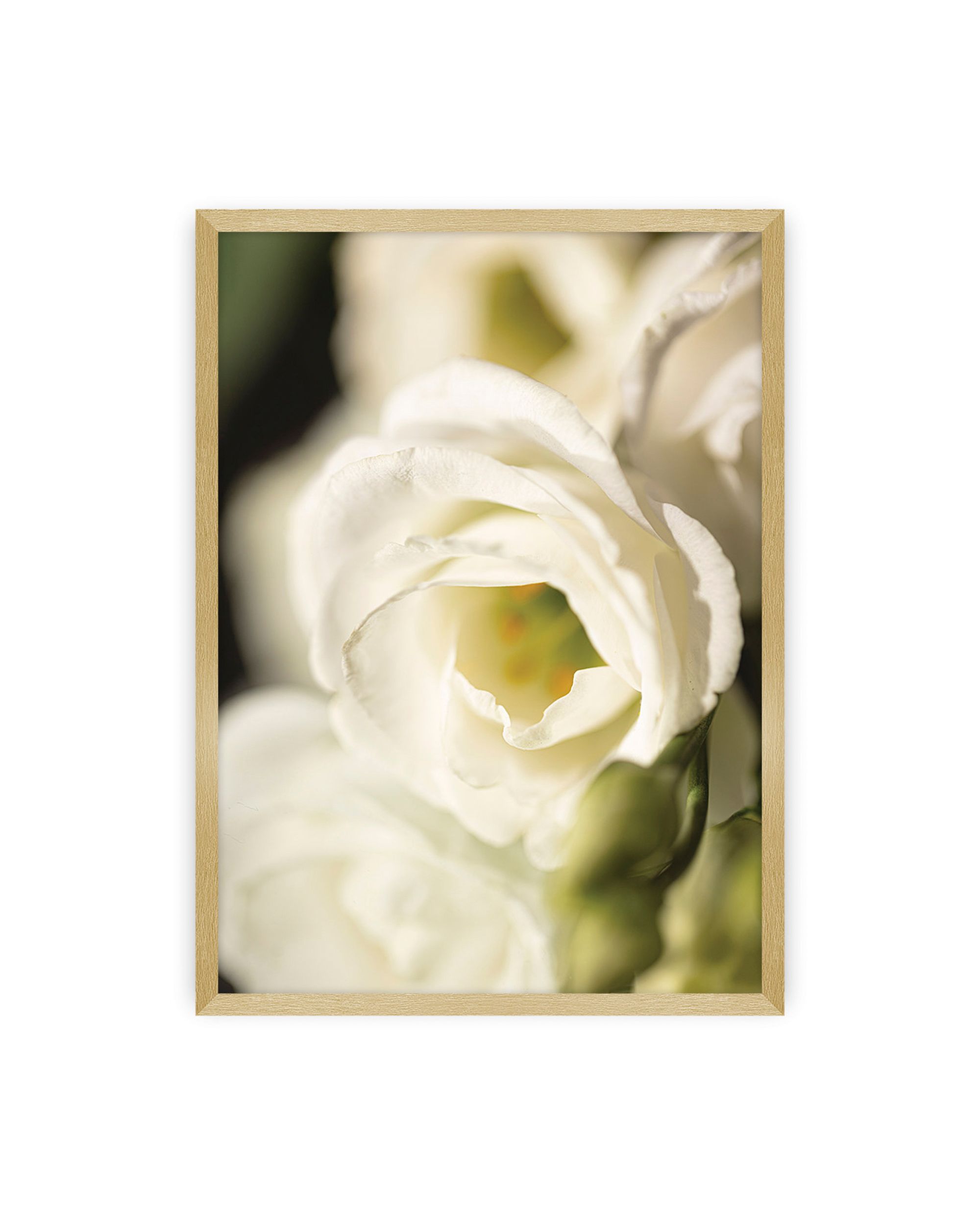 Poster Flower Wall