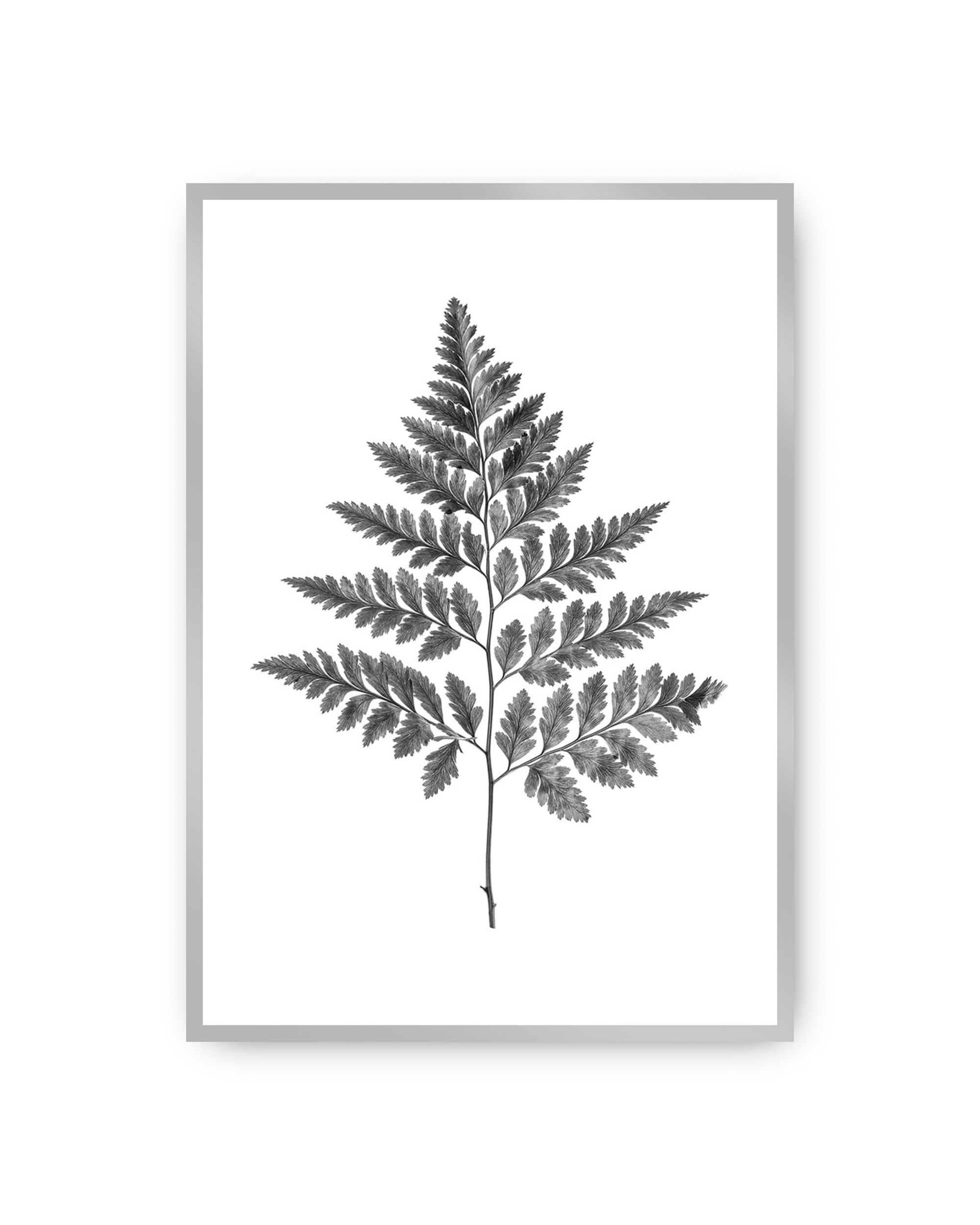 Poster Fern Grey