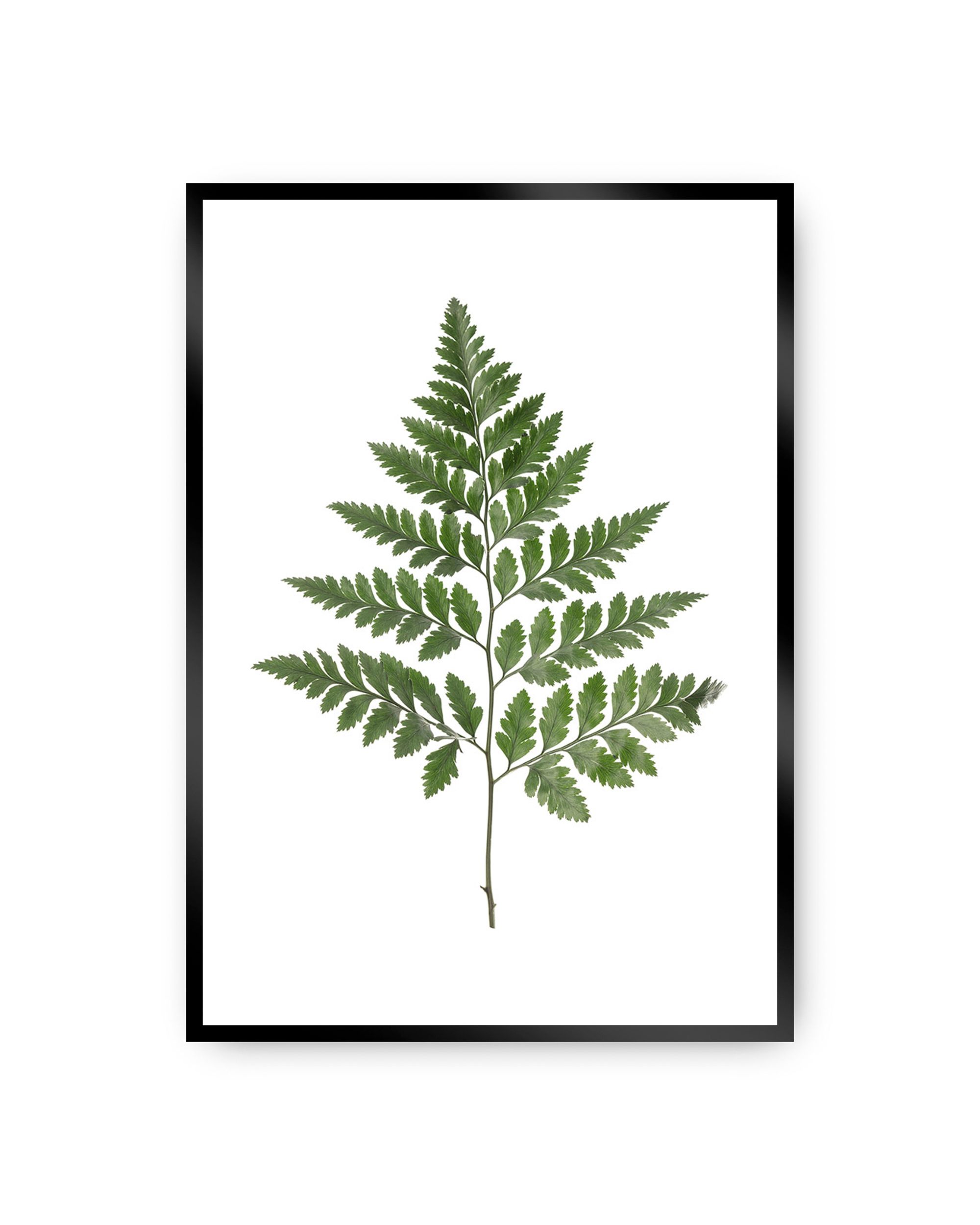 Poster Fern Green