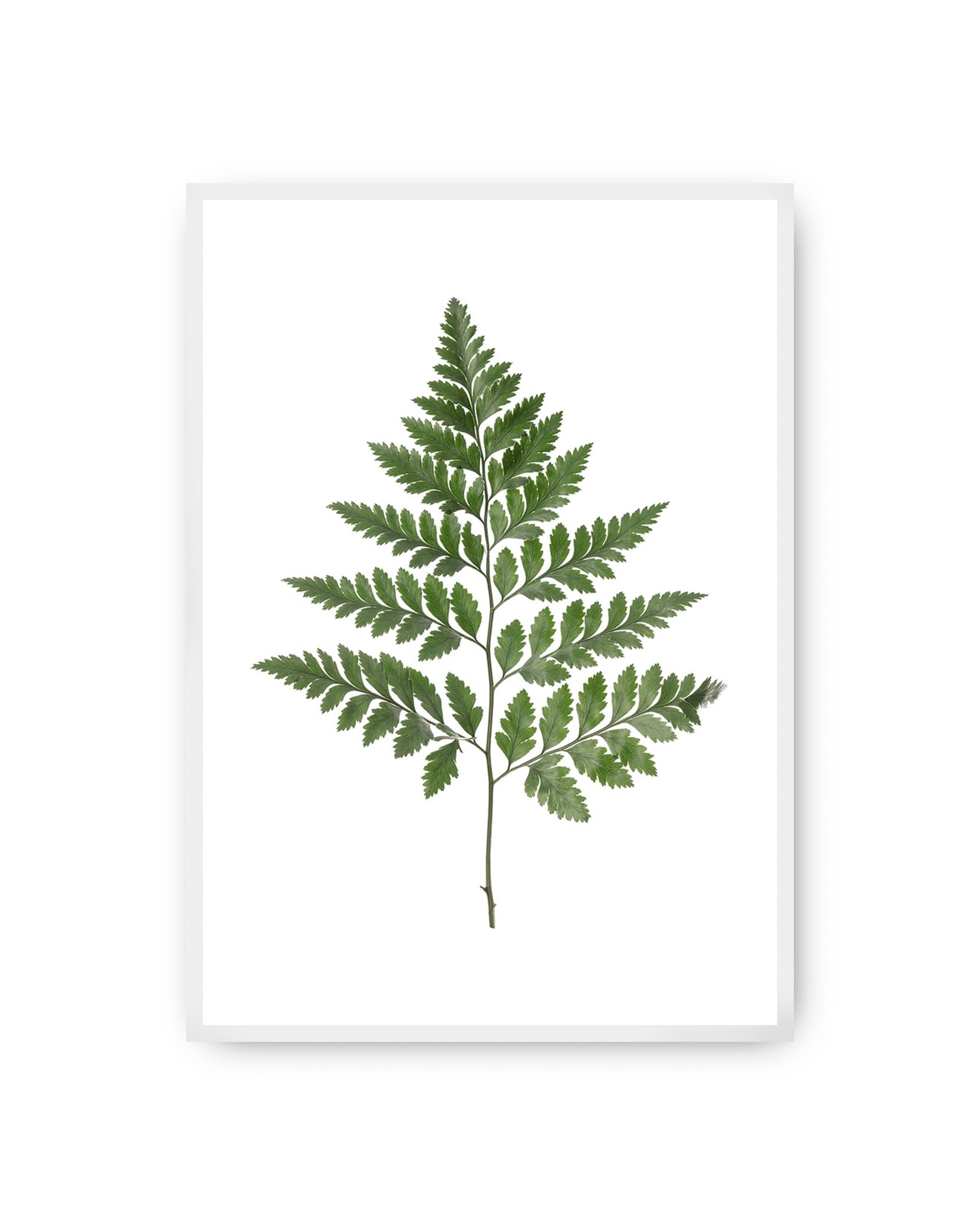 Poster Fern Green