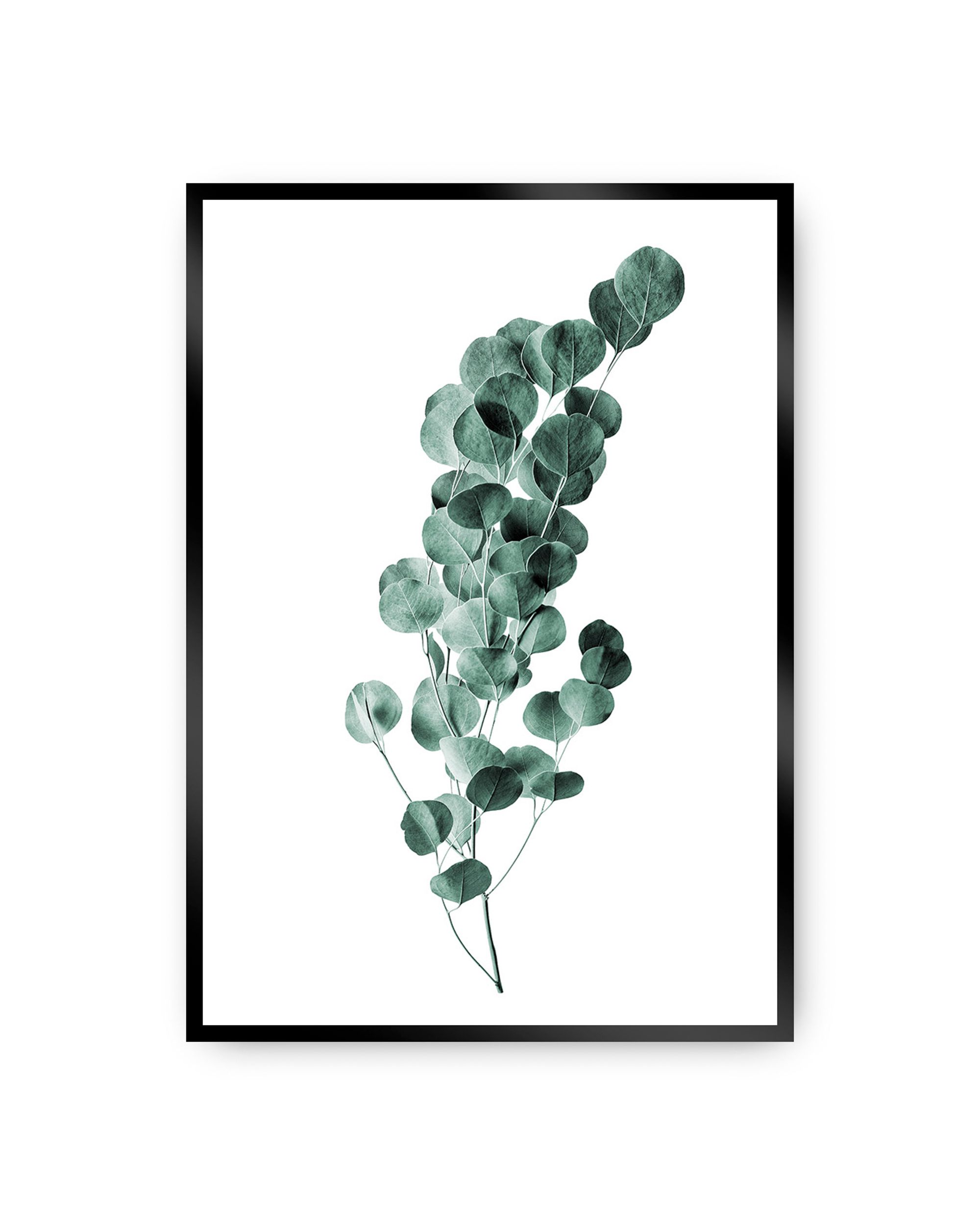 Poster Eucalyptus Emerald Green