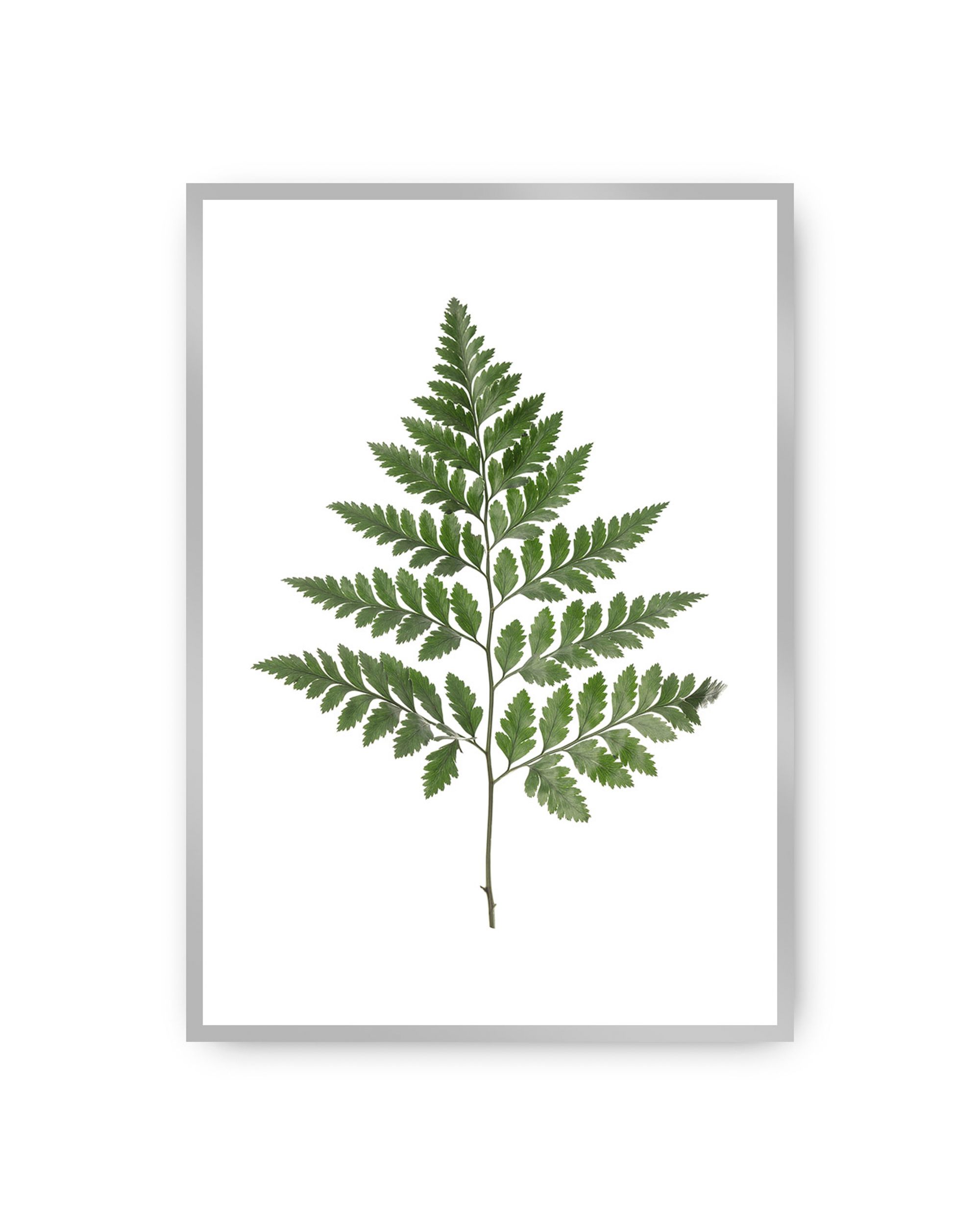 Poster Fern Green