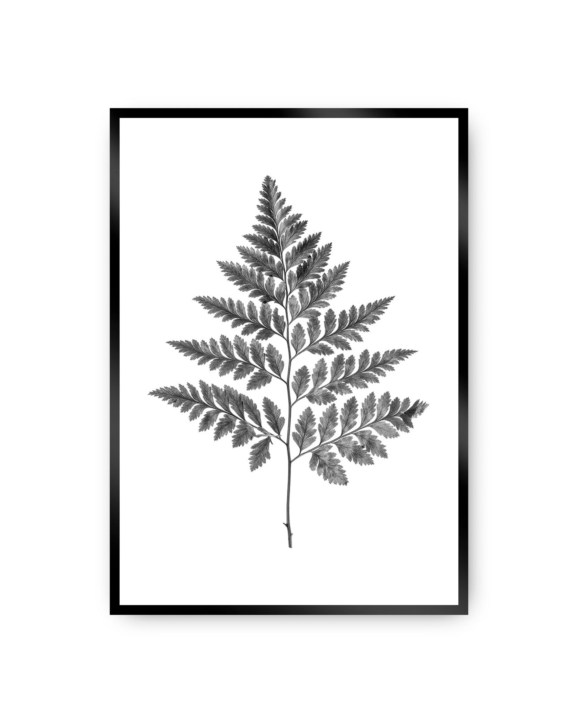 Poster Fern Grey