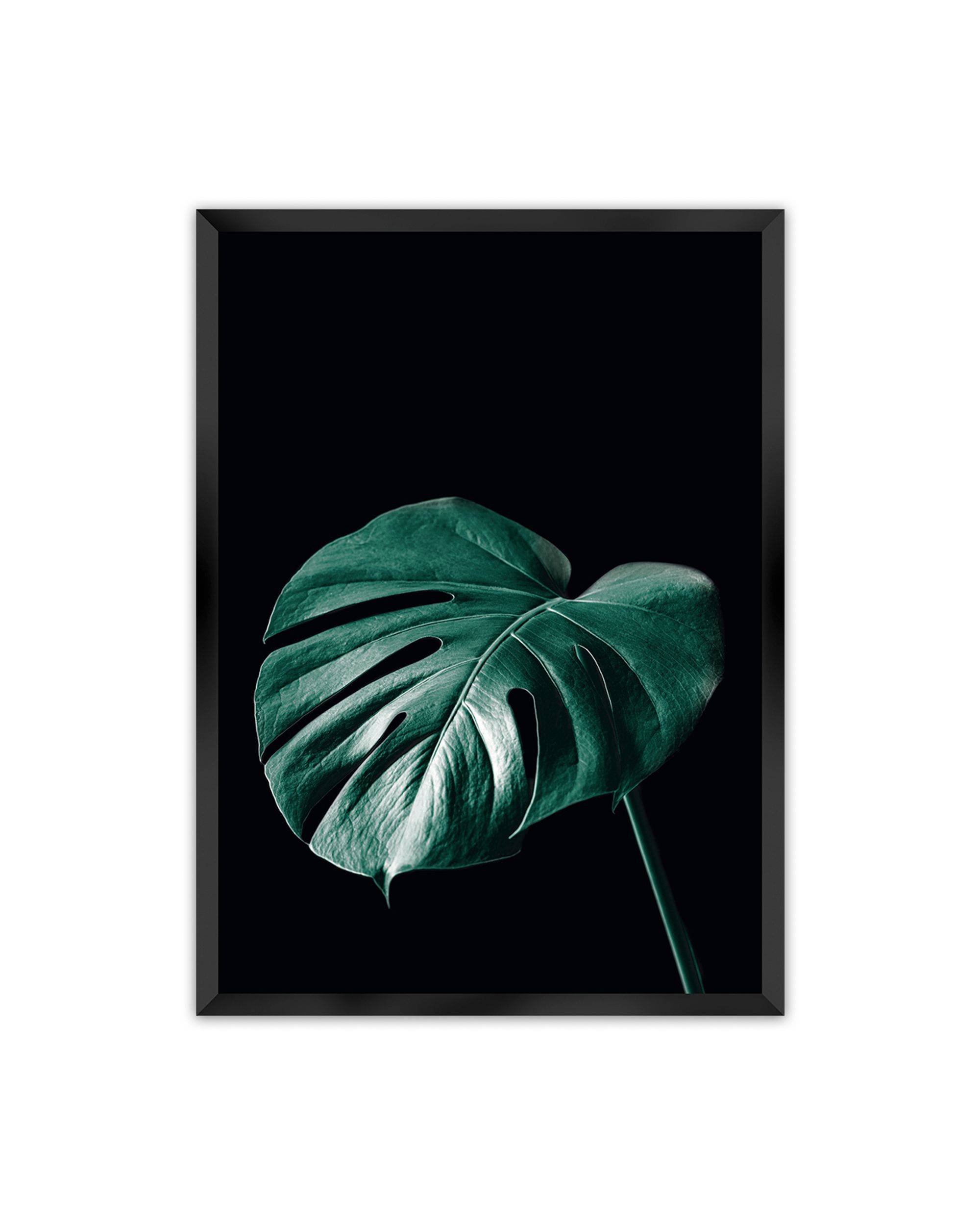 Poster Dark Monstera