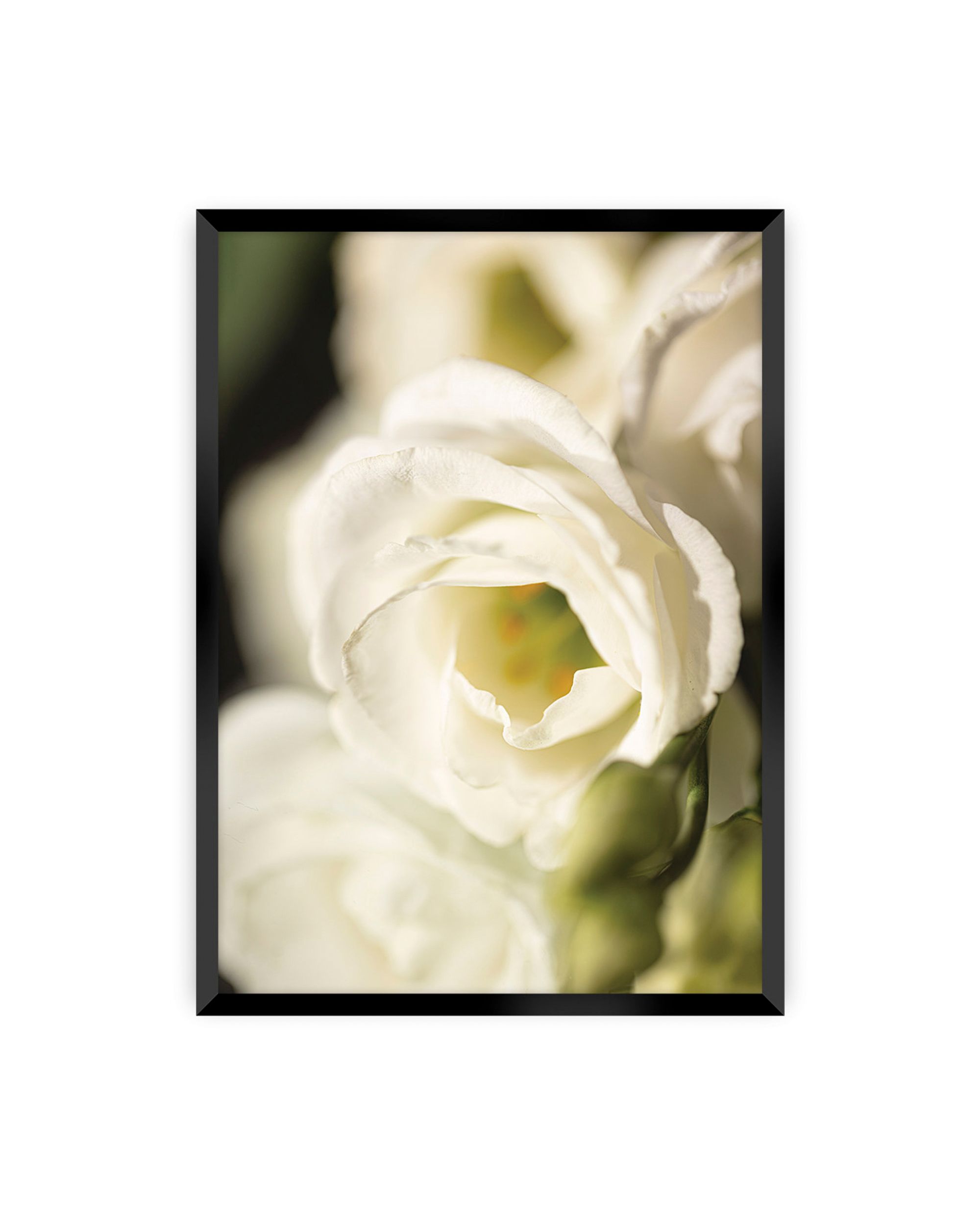 Poster Flower Wall