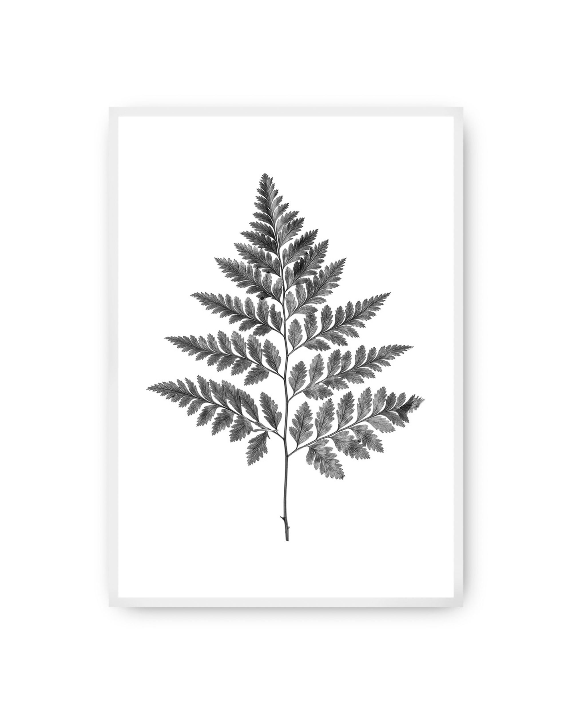 Poster Fern Grey