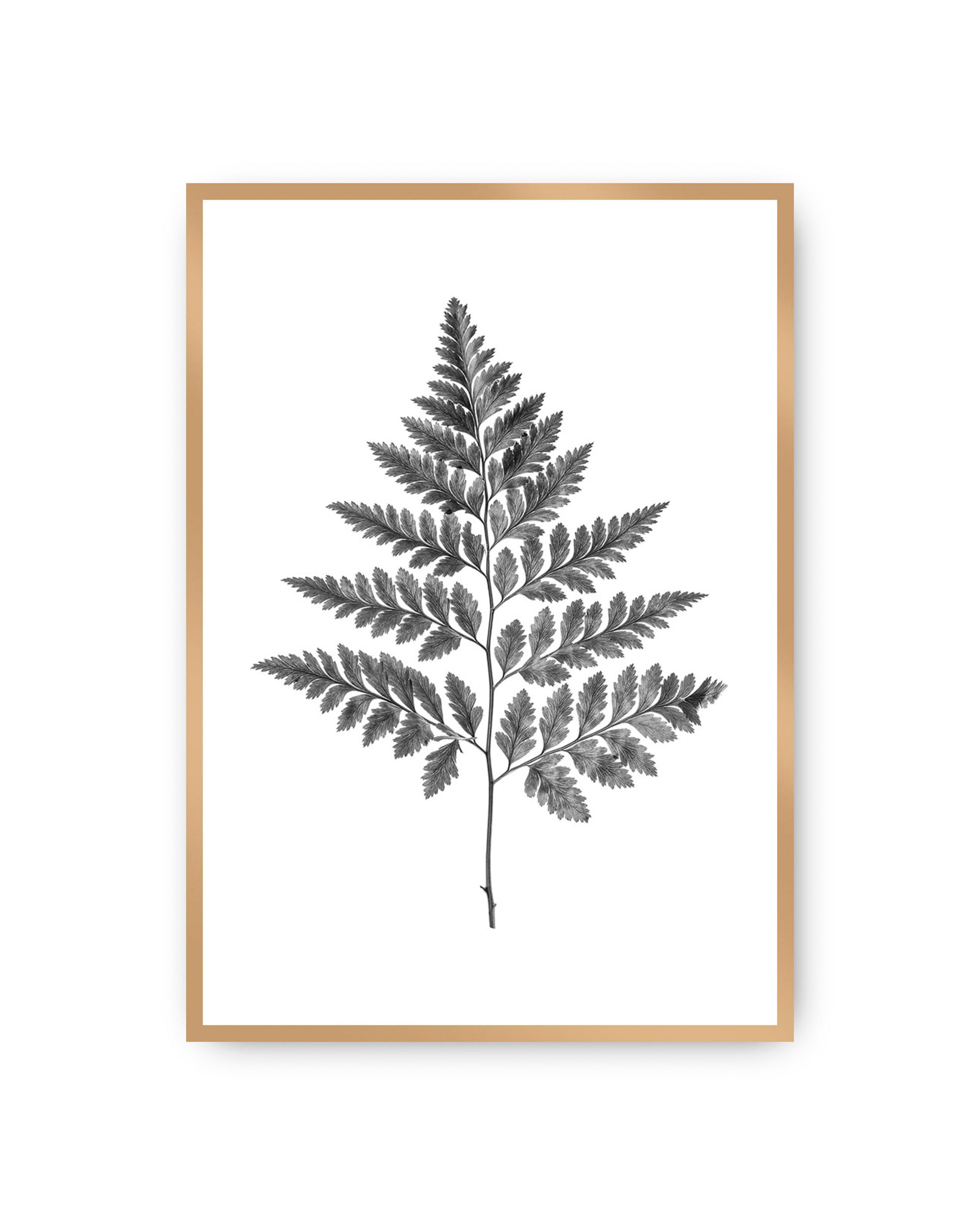 Poster Fern Grey